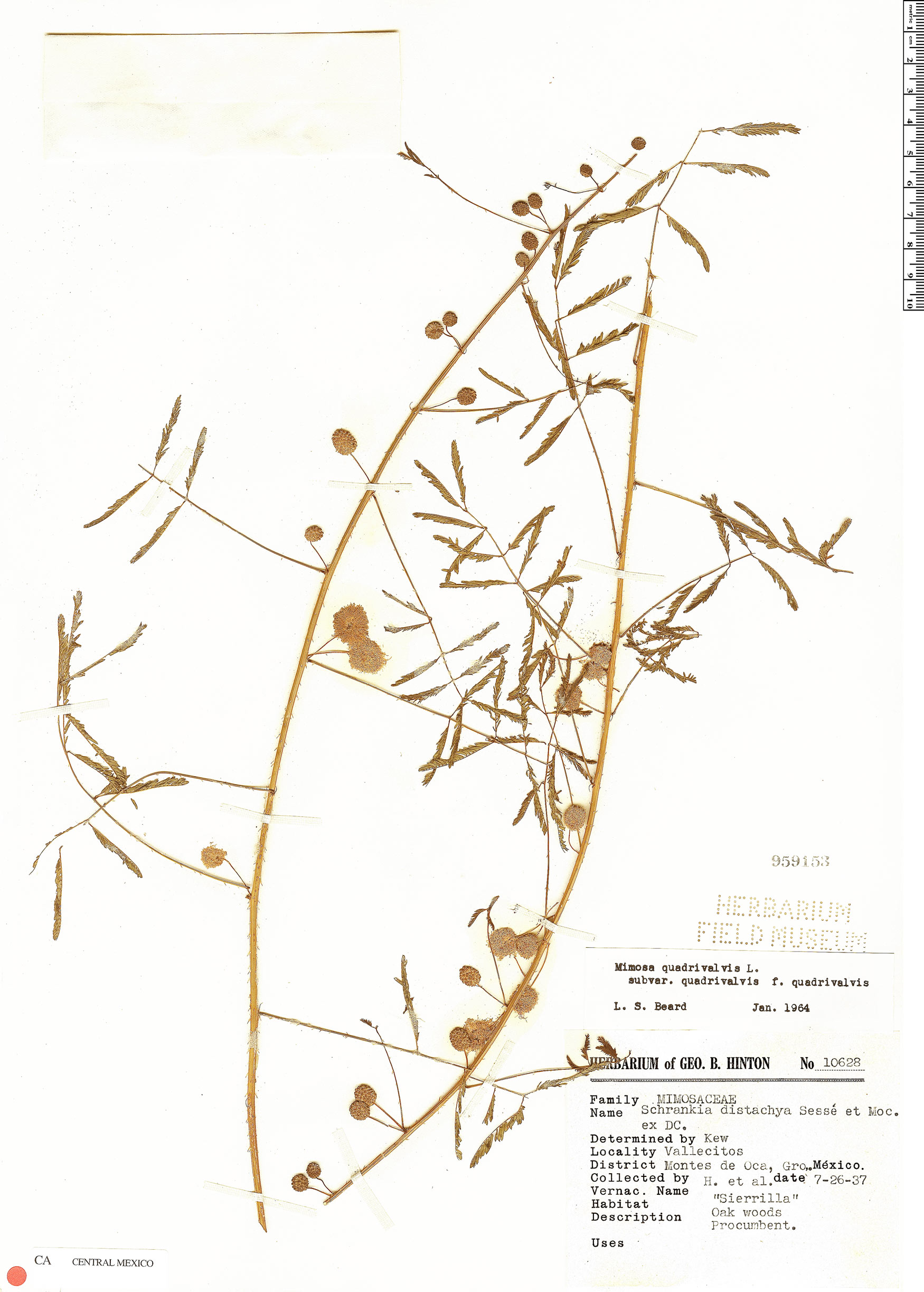 Mimosa robusta image