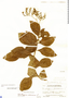 Heliotropium arborescens L., Guatemala, P. C. Standley 63054, F
