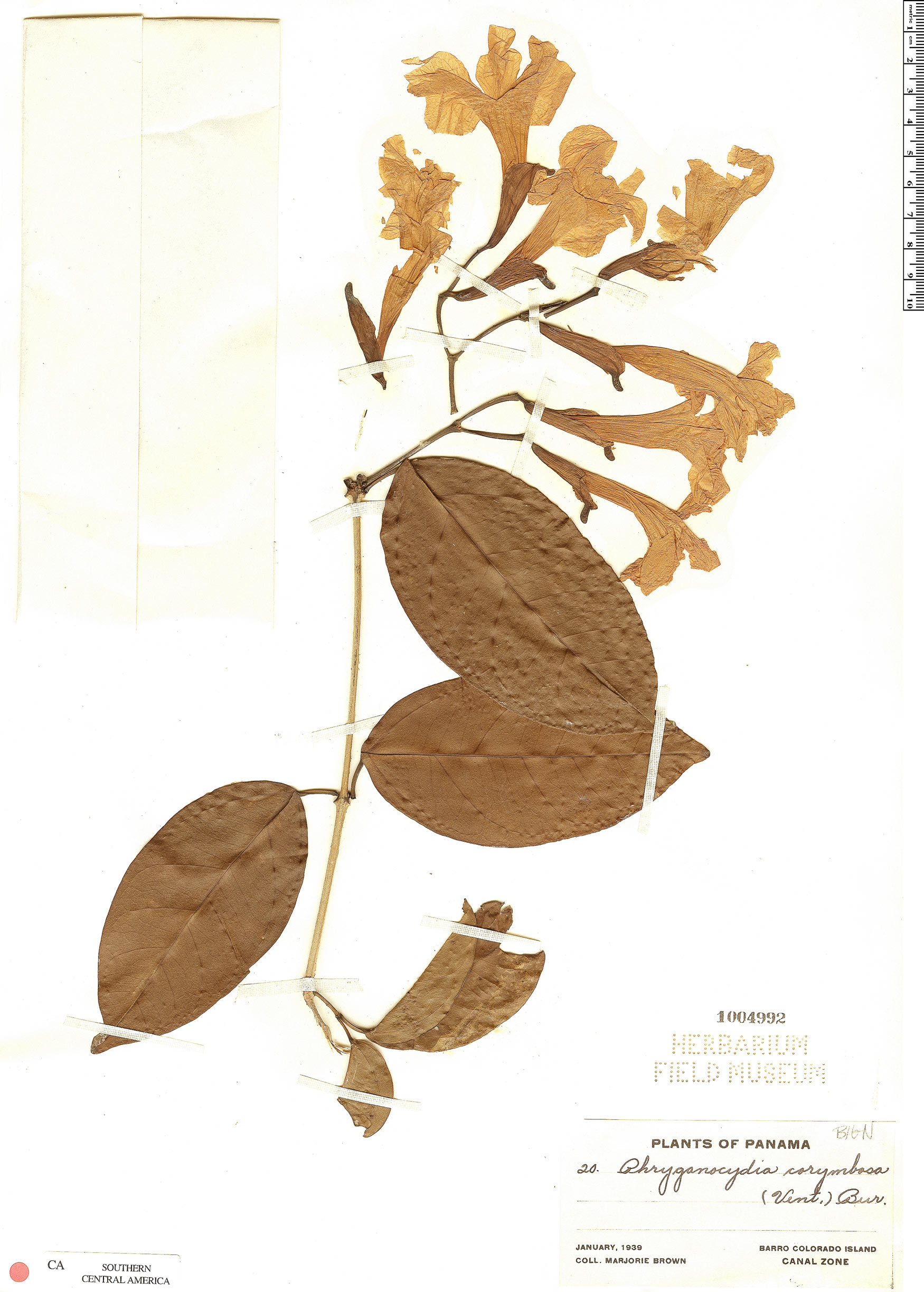 Bignonia corymbosa image