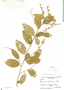 Gouania rosei, Mexico, F. E. Drouet 3936, F