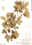 Lonchocarpus densiflorus Benth., Guyana, A. C. Smith 2235, F