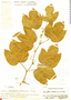 Passiflora platyloba image