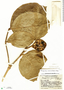 Posoqueria coriacea image