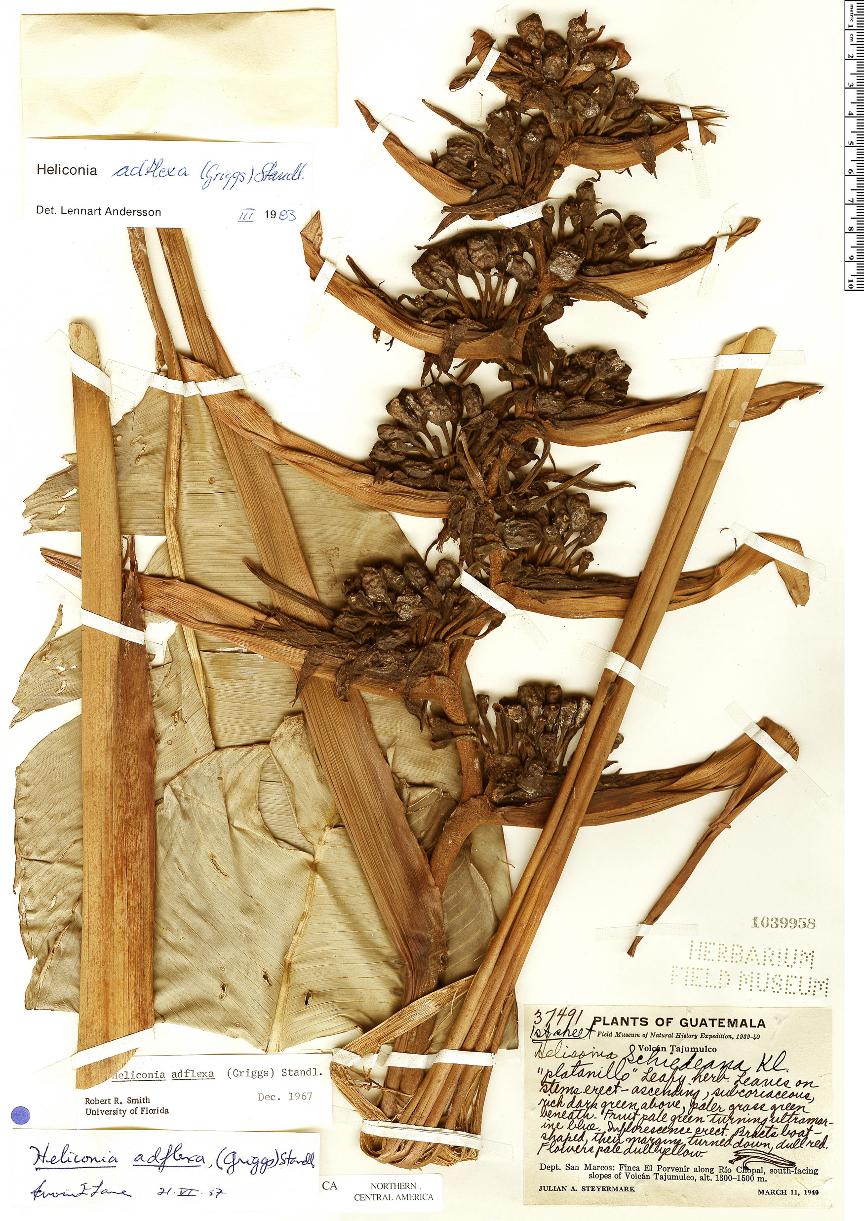 Heliconia adflexa image
