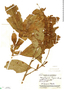 Gonzalagunia rojasii Standl., Guatemala, J. A. Steyermark 33618, F