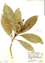 Blepharidium guatemalense image