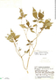 Deppea pubescens Hemsl., Guatemala, J. A. Steyermark 33831, F