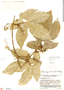 Sechiopsis laciniata image