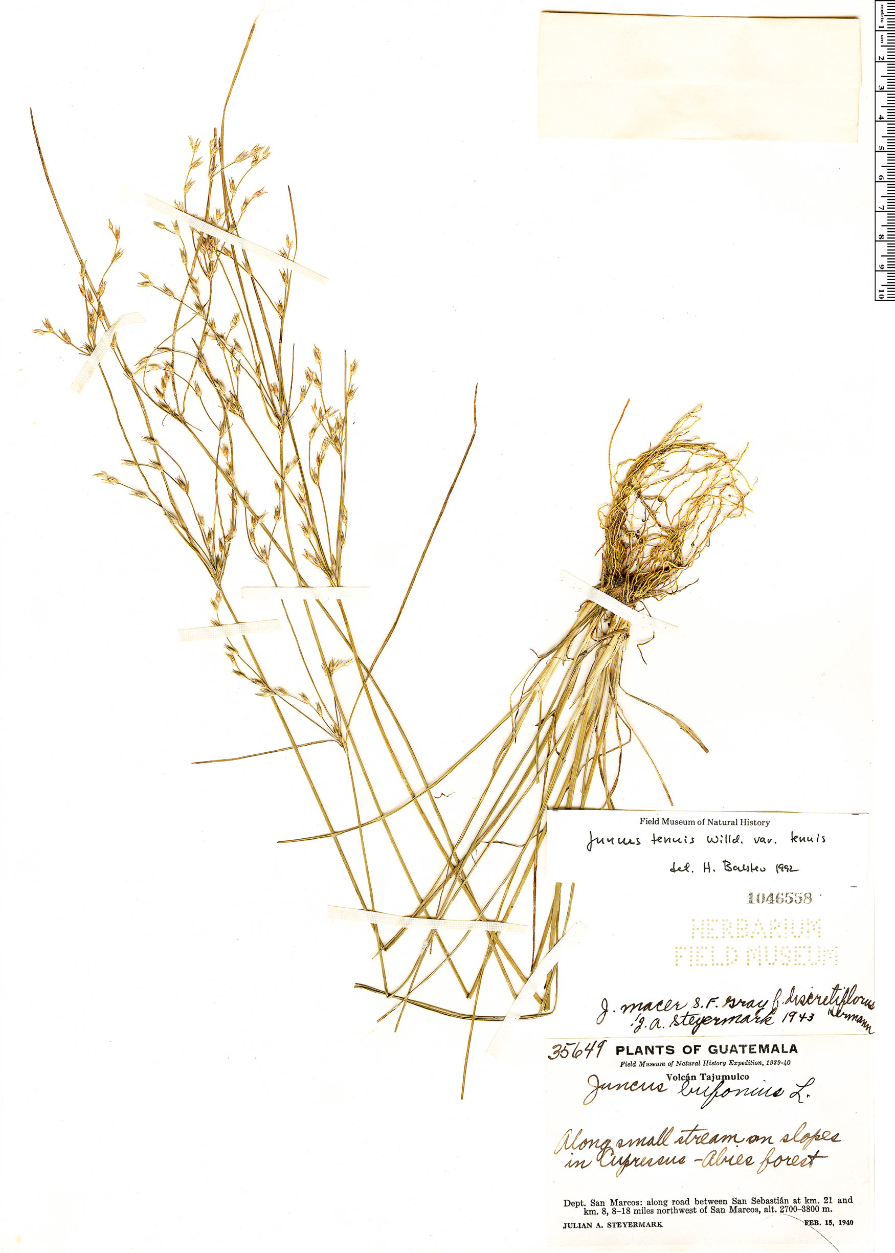 Juncus tenuis var. tenuis image