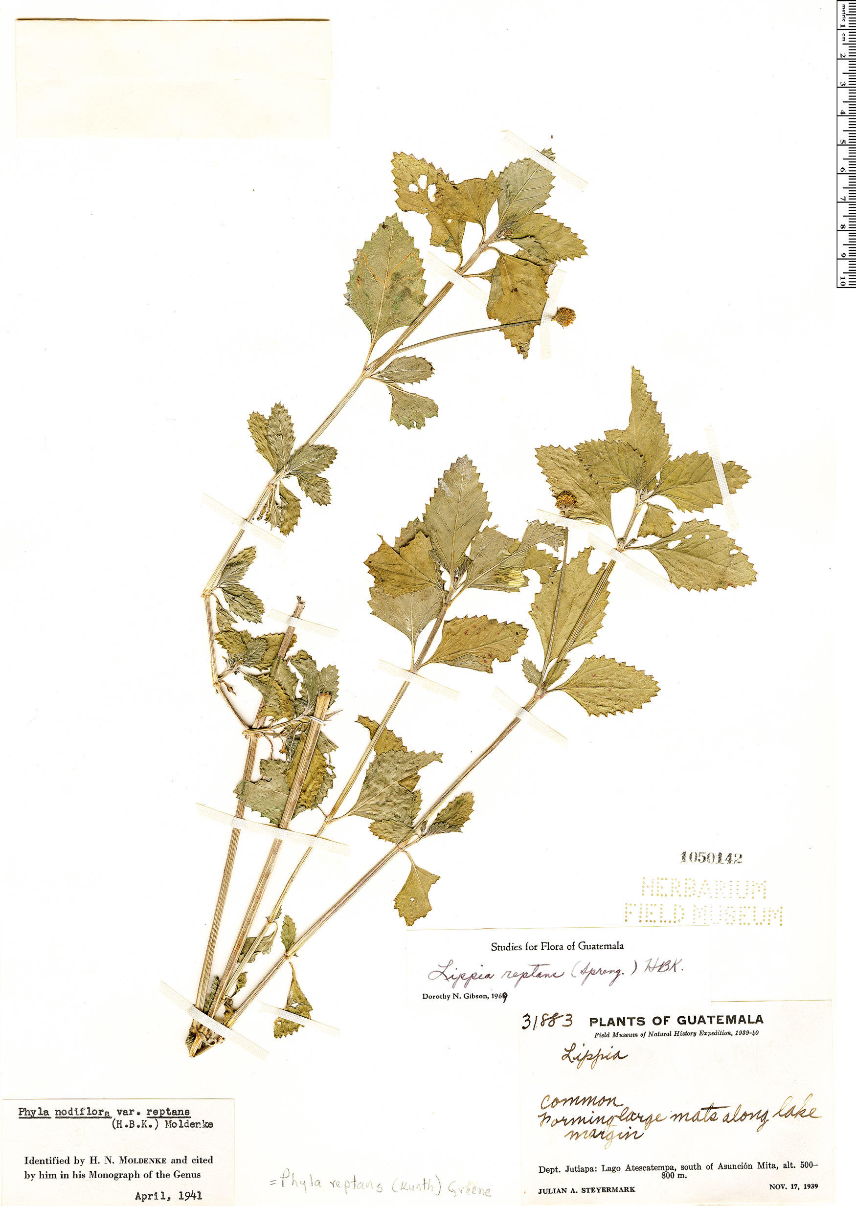 Phyla nodiflora var. reptans image
