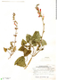 Salvia praeclara Epling, Bolivia, W. J. Eyerdam 25022, F