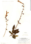Salvia scandens Epling, C. Vargas 9678, F