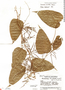 Dioscorea bartlettii image