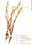 Vallisneria americana var. americana, Guatemala, J. A. Steyermark 39630, F