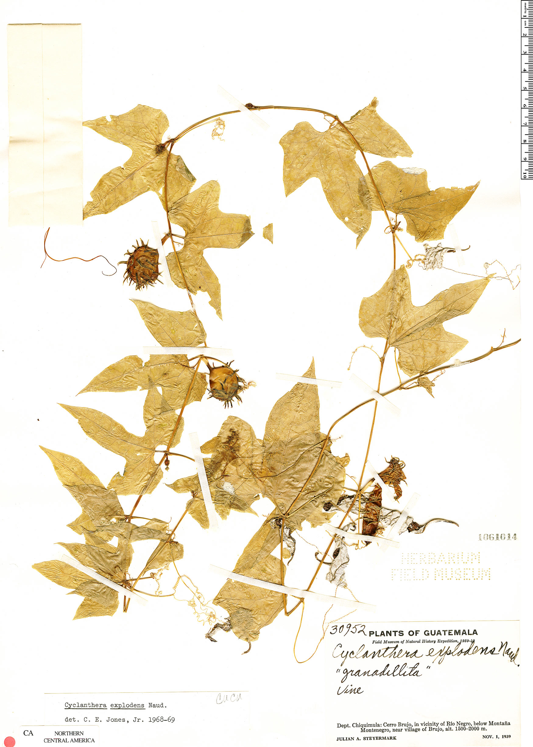Cyclanthera brachystachya image