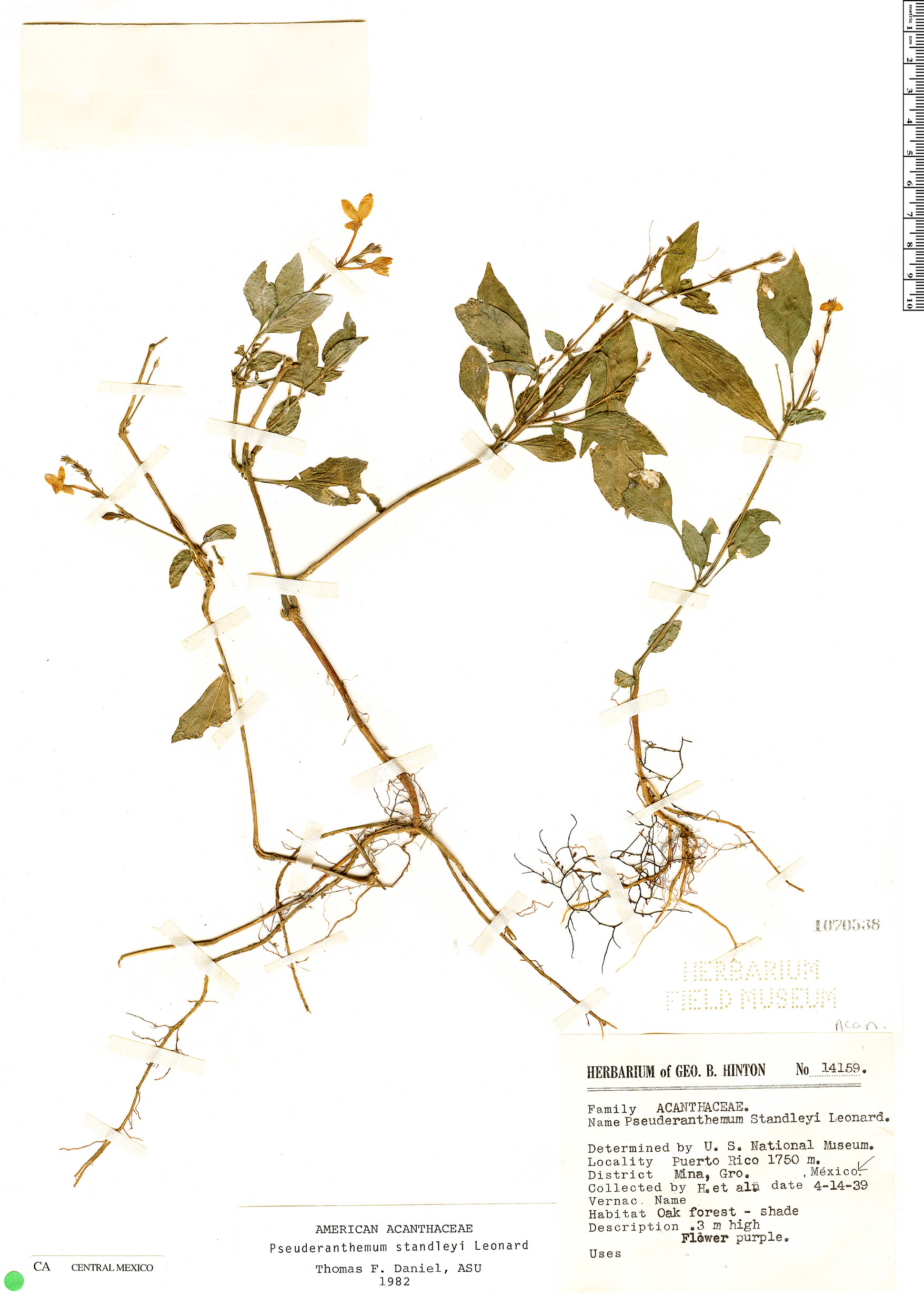 Pseuderanthemum standleyi image