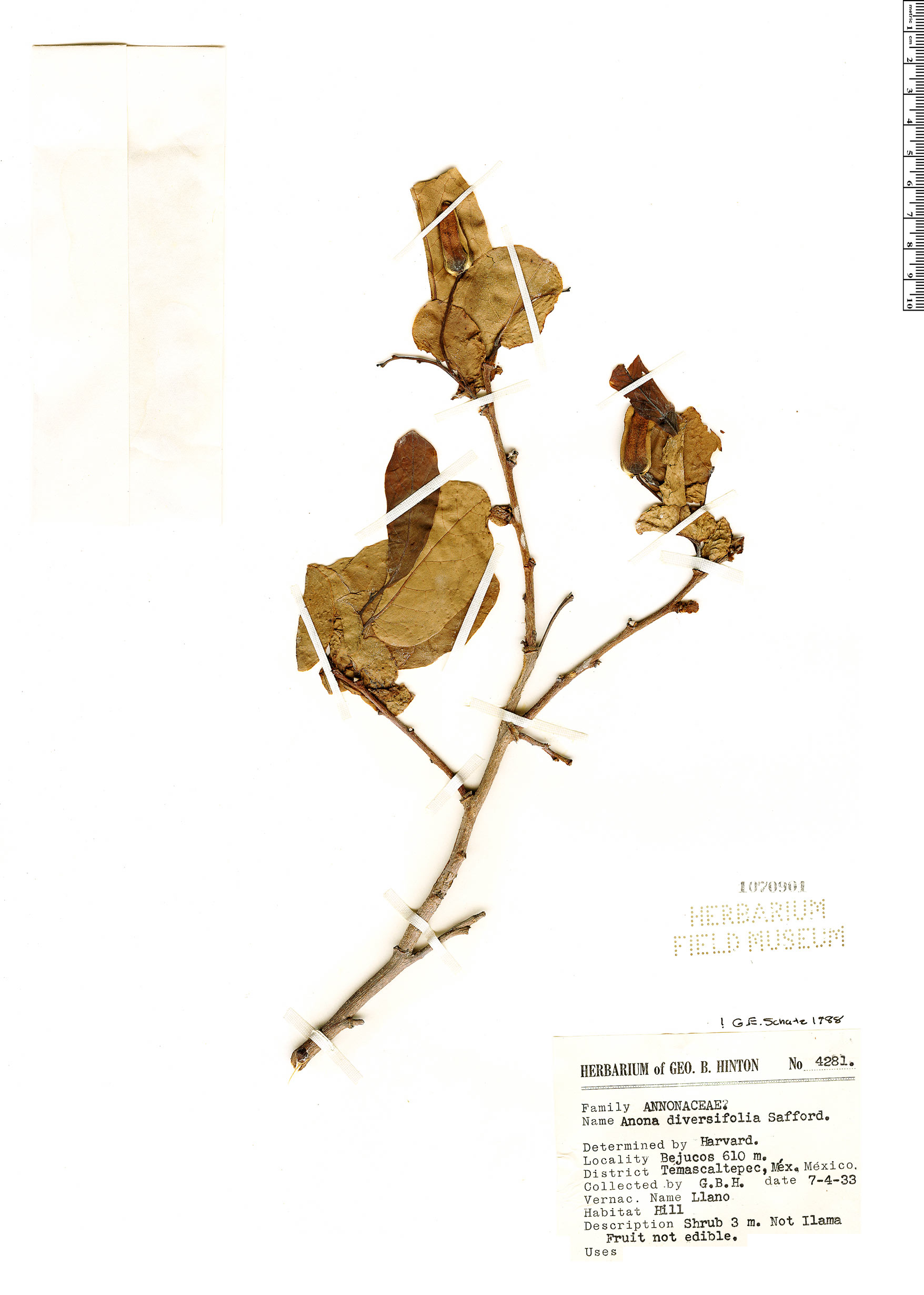 Annona macroprophyllata image