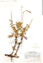 Acaena torilicarpa, Peru, H. E. Stork 10758, F