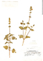Salvia tafallae Benth., C. Vargas 11082, F