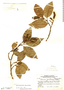 Alnus acuminata subsp. acuminata Kunth, Peru, H. E. Stork 9978, F