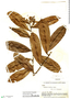 Roucheria laxiflora H. J. P. Winkl., Bolivia, B. A. Krukoff 11191, F