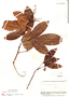 Connarus martii G. Schellenb., Bolivia, B. A. Krukoff 11172, F