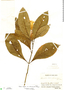 Ruellia tubiflora Kunth, Costa Rica, A. F. Skutch 4590, F
