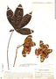 Cochlospermum orinocense (Kunth) Steud., Venezuela, Ll. Williams 13043, F