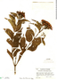 Allenanthus erythrocarpus Standl., PANAMA, P. H. Allen 2713, F