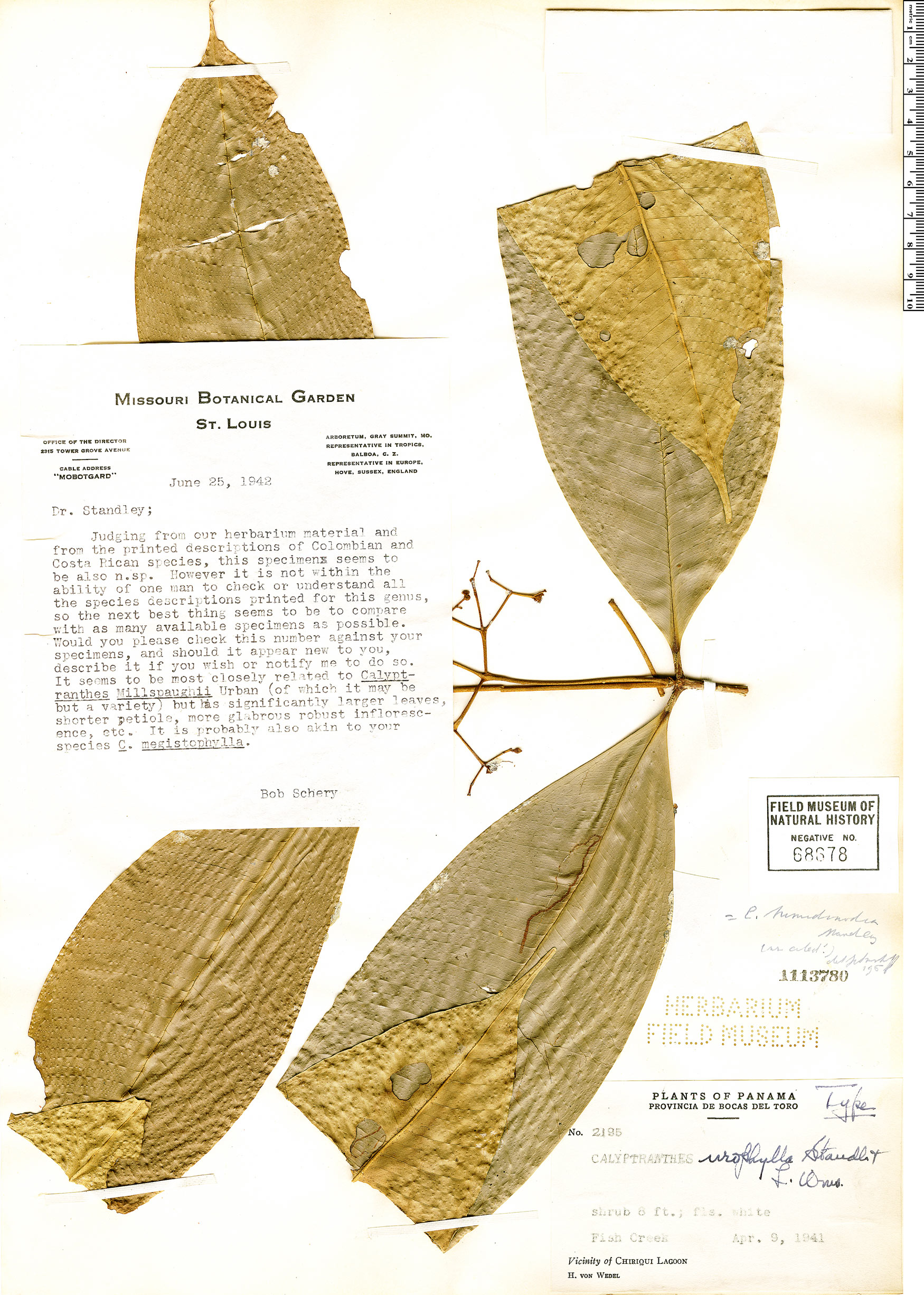Calyptranthes tumidonodia image
