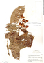 Connarus lentiginosus Brandegee, Guatemala, P. C. Standley 87391, F
