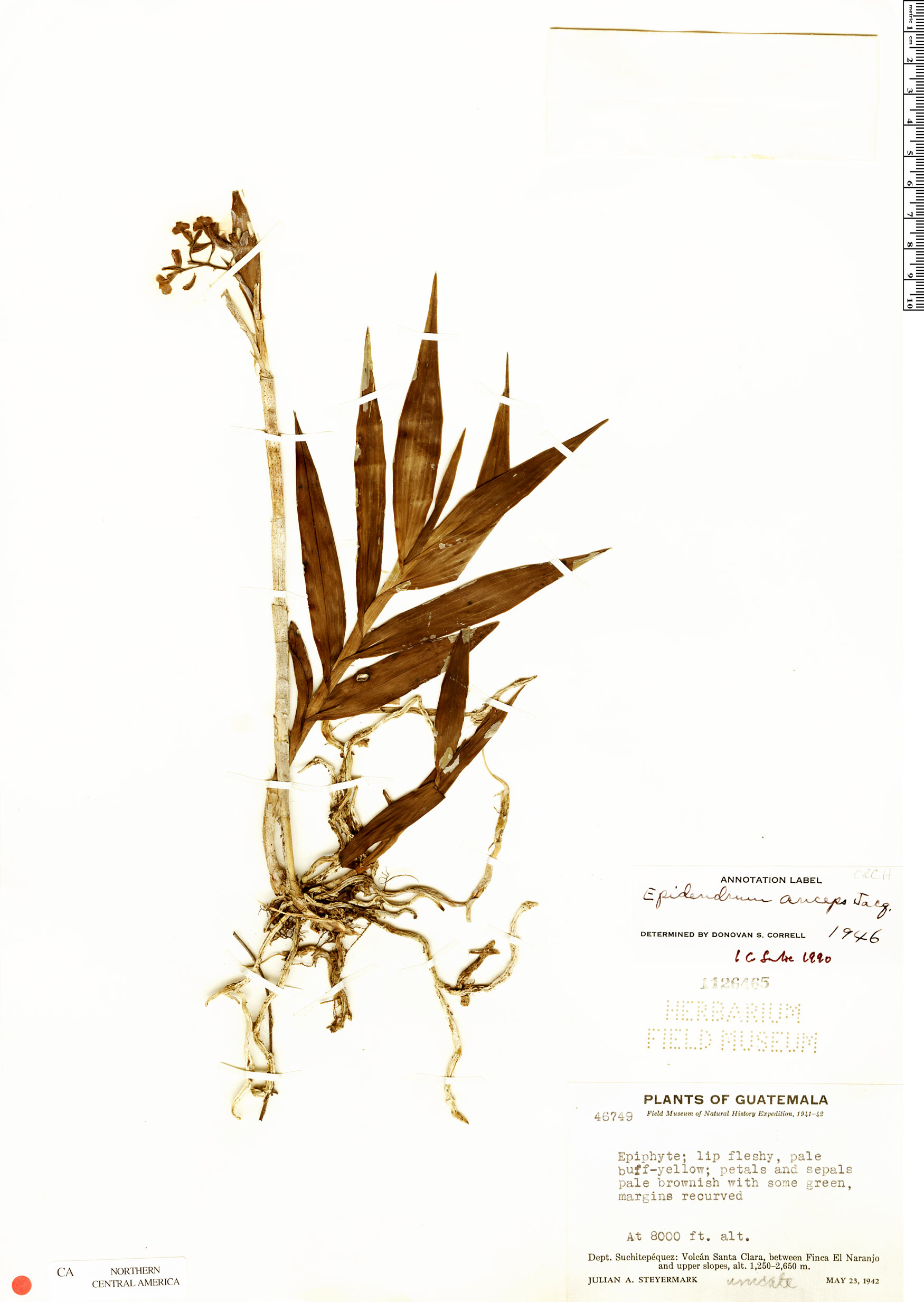 Epidendrum clowesii image