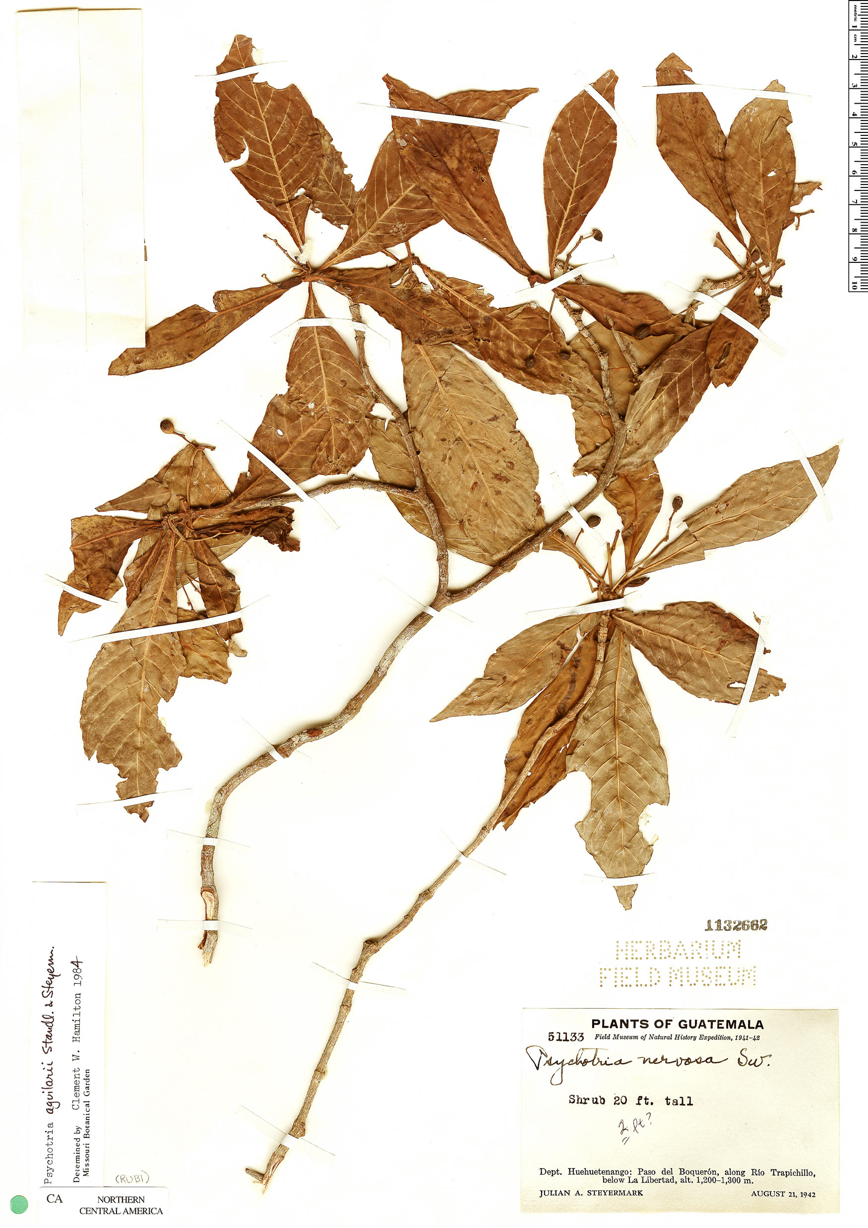 Psychotria aguilarii image