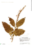 Gonzalagunia thyrsoidea (Donn. Sm.) B. L. Rob., Guatemala, J. A. Steyermark 44193, F