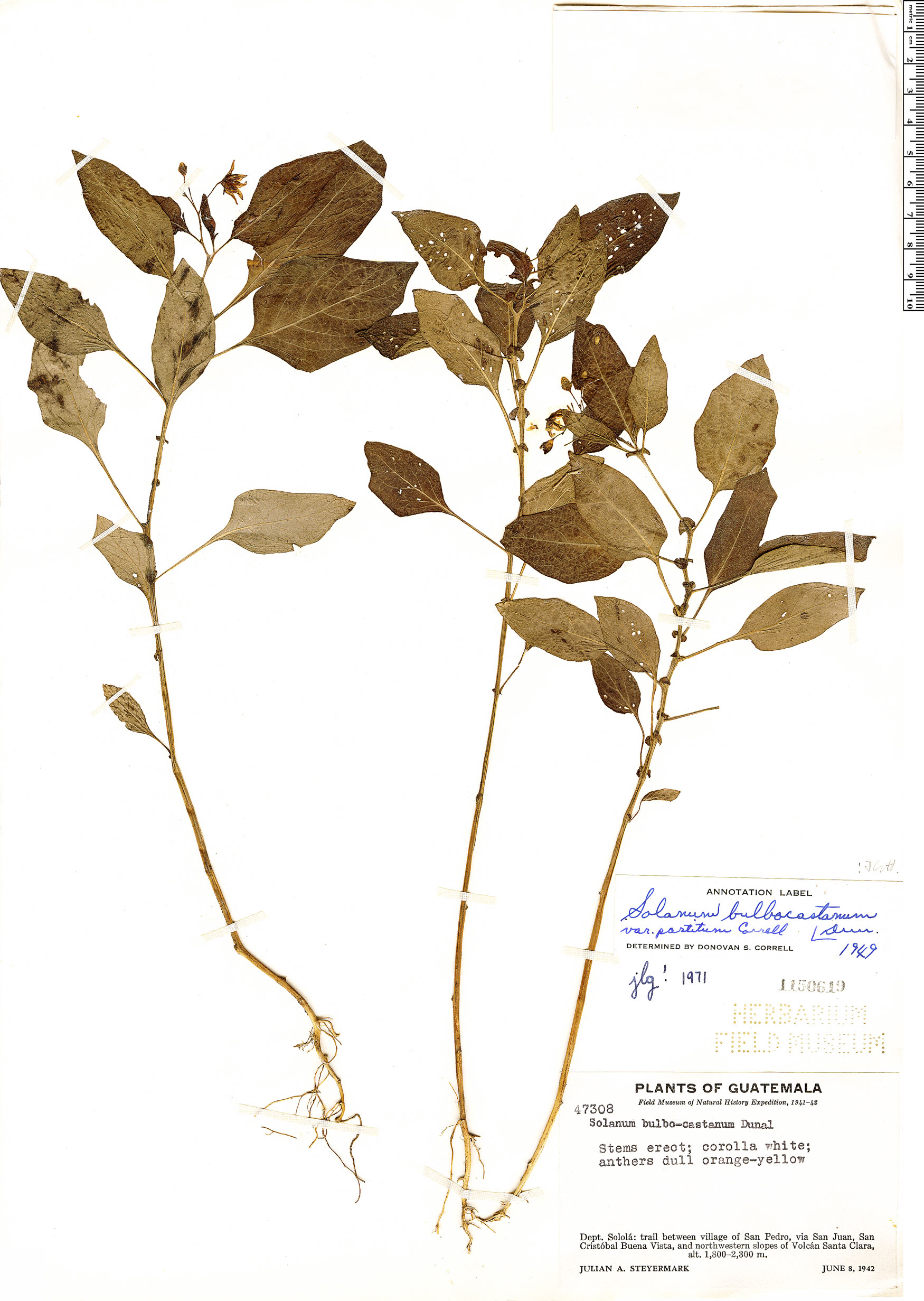 Solanum bulbocastanum image