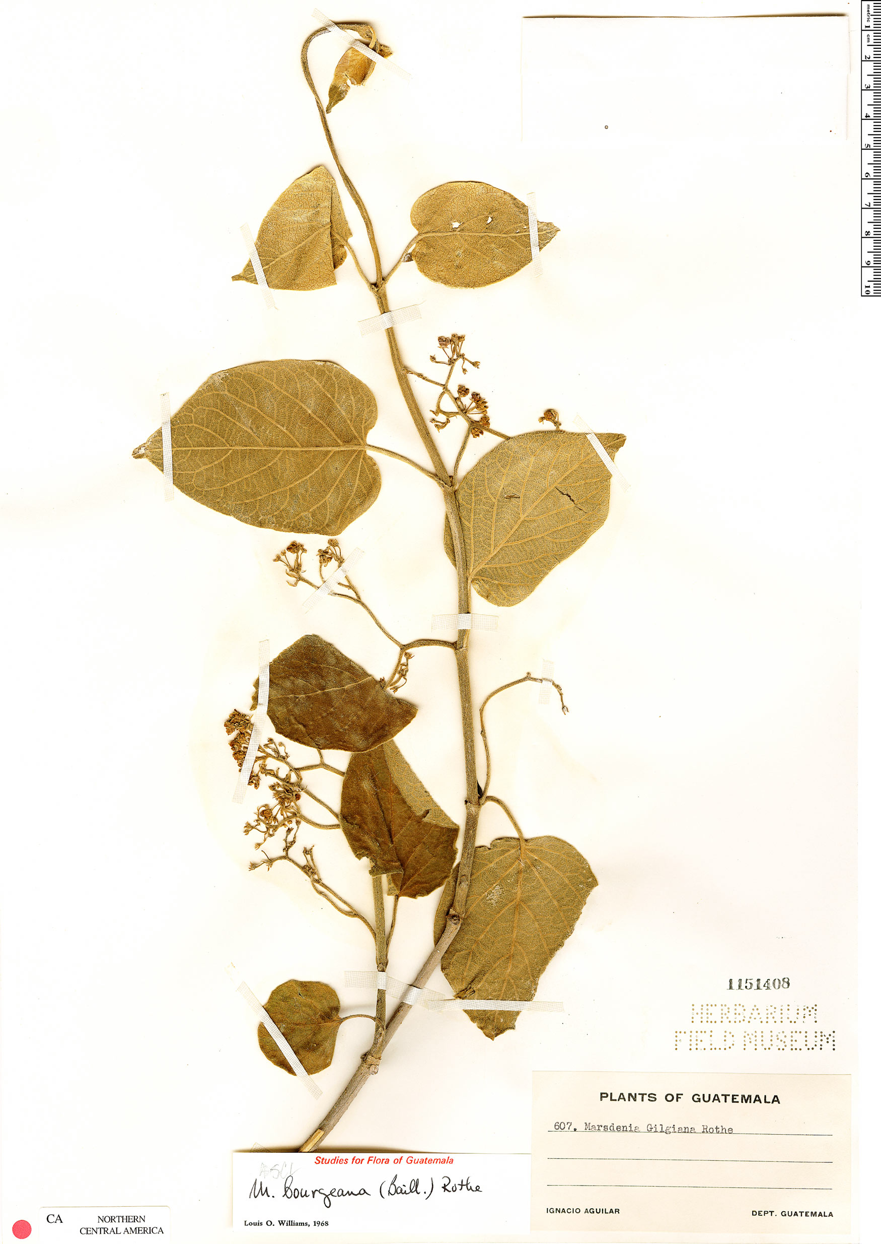 Marsdenia bourgaeana image