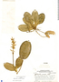 Aphelandra acrensis Lindau, Peru, H. E. Stork 9530, F