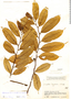 Helicostylis tovarensis (Klotzsch & H. Karst.) C. C. Berg, Colombia, J. Cuatrecasas 14424, F