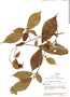 Chomelia tenuiflora Benth., Venezuela, J. A. Steyermark 57923, F