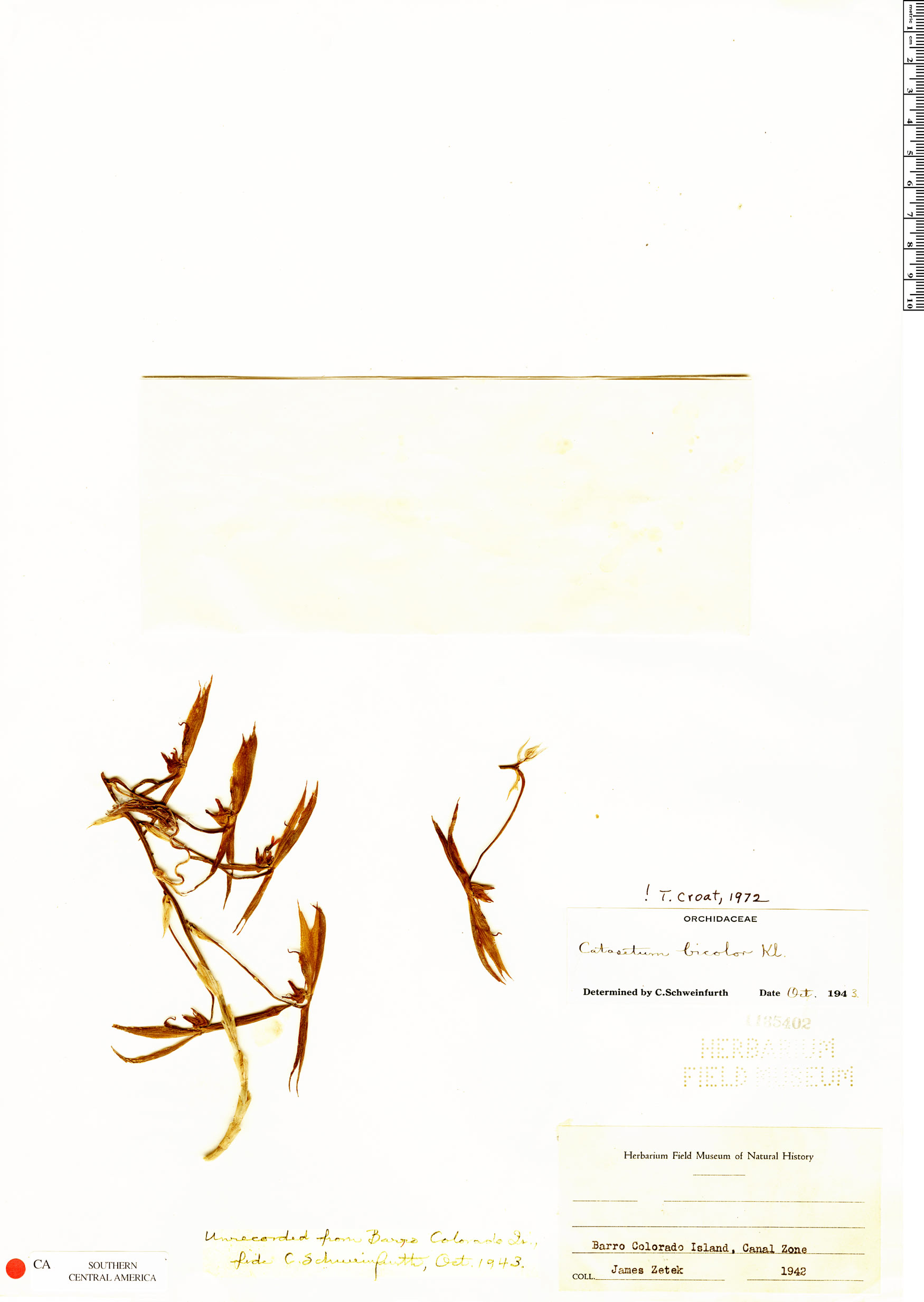 Catasetum bicolor image