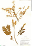 Cassia grandis L. f., El Salvador, M. C. Carlson 628, F