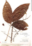 Connarus ruber var. sprucei, Venezuela, Ll. Williams 15609, F