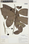 Cremastosperma pedunculatum (Diels) R. E. Fr., Peru, I. M. Sánchez Vega 9615, F