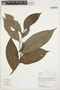 Froesiodendron longicuspe (R. E. Fr.) N. A. Murray, Peru, I. Huamantupa 14765, F