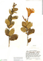 Galactophora schomburgkiana Woodson, Venezuela, J. A. Steyermark 59975, F