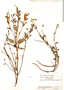 Salvia hirta Kunth, Ecuador, J. A. Steyermark 53708, F