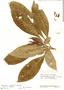 Aphelandra pulcherrima (Kunth) Jacq., Venezuela, J. A. Steyermark 61147, F