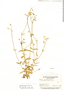 Cerastium nutans Raf., Mexico, W. C. Leavenworth 4039, F