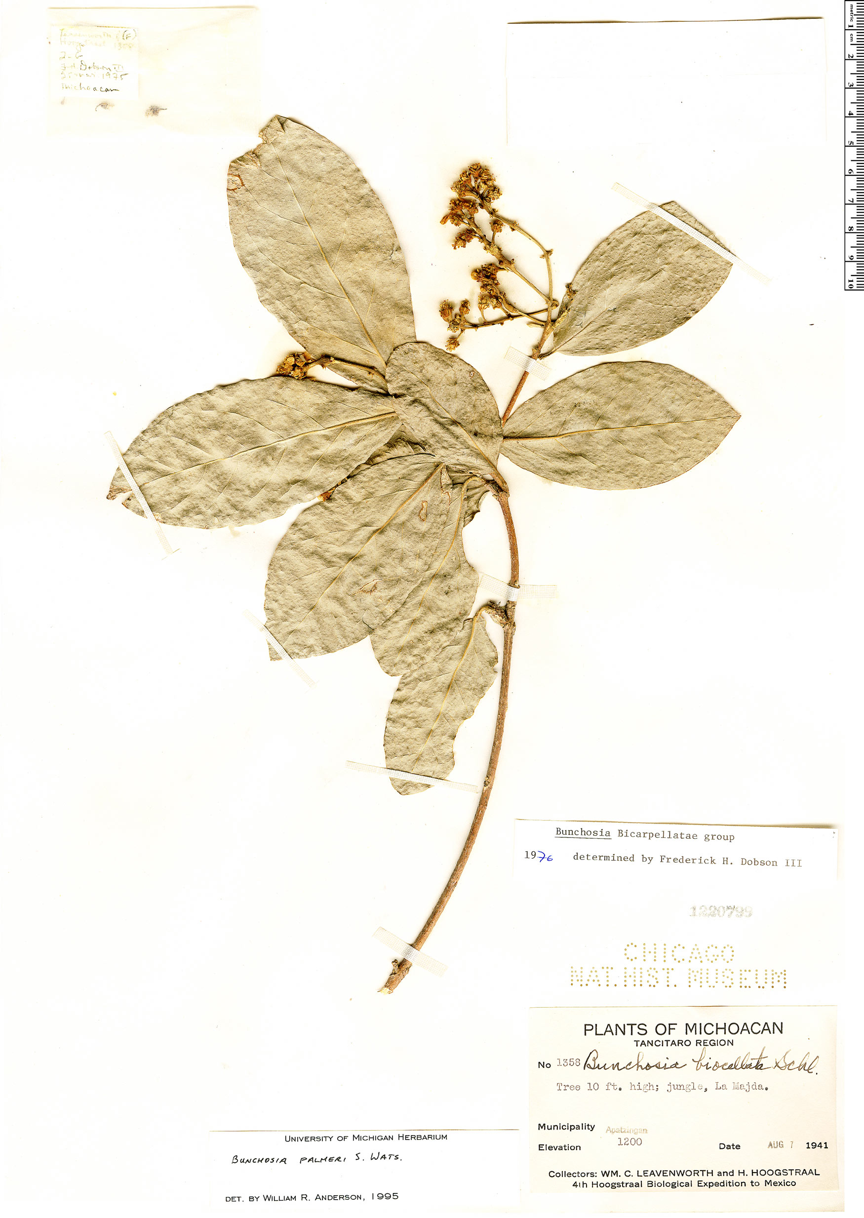 Bunchosia palmeri image