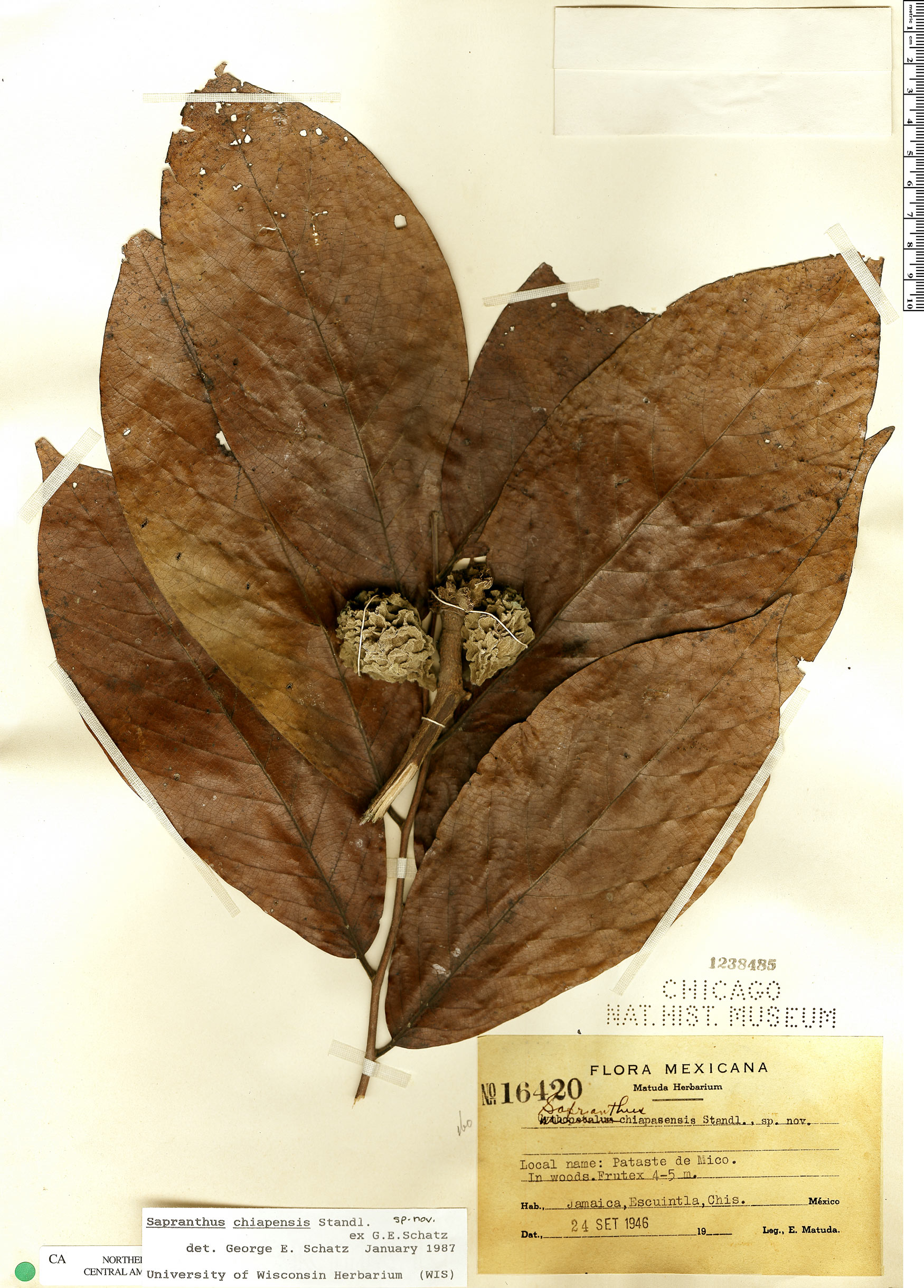 Sapranthus chiapensis image